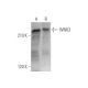WNK3 Antibody (A-6) - Western Blotting - Image 351717