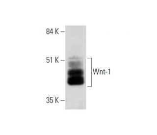 Wnt-1 Antibody (E-10) - Western Blotting - Image 323780Each CRISPR/Cas9 Knockout (KO) Plasmid product consists of a pool of 3 plasmids designed to ensure identification and cleavage of a specific gene for maximum knockout efficiency. Each plasmid encodes a unique 20 nt sequence derived from the GeCKO (v2) library.