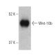 Wnt-10b Antibody (F-7) - Western Blotting - Image 399428 