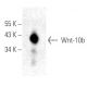 Wnt-10b Antibody (H-8) - Western Blotting - Image 398955