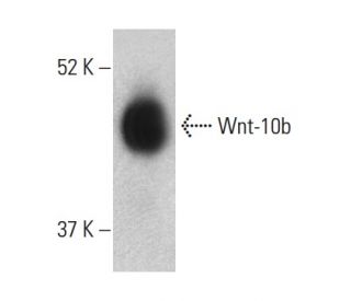 Wnt-10b Antibody (H-8) - Western Blotting - Image 399429