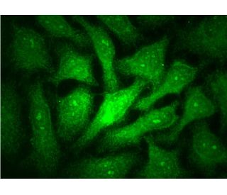 Wnt-11 Antibody (C-7) - Immunofluorescence - Image 145168 