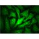 Wnt-11 Antibody (C-7) - Immunofluorescence - Image 145168 