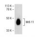 Wnt-11 Antibody (C-7) - Western Blotting - Image 141519