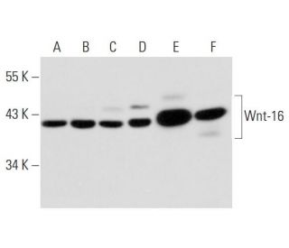 Wnt-16 Antibody (B-4) - Western Blotting - Image 295679 