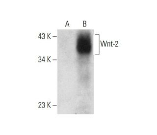 Wnt-2 Antibody (E-7) - Western Blotting - Image 318604SAM Transcription Activation: SAM system utilizing dCas9-VP64, MS2-P65-HSF1, and sgRNA for precise gene transcription activation.