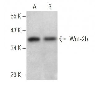 Wnt-2b Antibody (C-2) - Western Blotting - Image 365740 