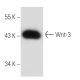 Wnt-3 Antibody (D-9) - Western Blotting - Image 18295 