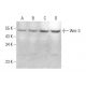 Wnt-3 Antibody (D-9) - Western Blotting - Image 384743
