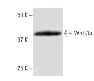 Wnt-3a Antibody (3A6) - Western Blotting - Image 67362