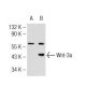 Wnt-3a Antibody (YY-7) - Western Blotting - Image 126049