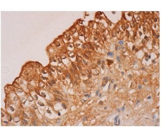 Wnt-5b Antibody (G-4) - Immunohistochemistry - Image 286290 