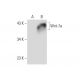 Wnt-7a Antibody (E-9) - Western Blotting - Image 147520