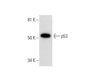 p53 Antibody (A-1) - Western Blotting - Image 291953