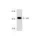 p53 Antibody (A-1) - Western Blotting - Image 291953