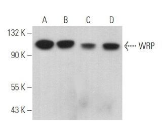 WRP Antibody (B-3) - Western Blotting - Image 373995 