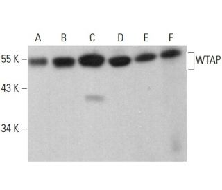 WTAP Antibody (C-12) - Western Blotting - Image 375488 