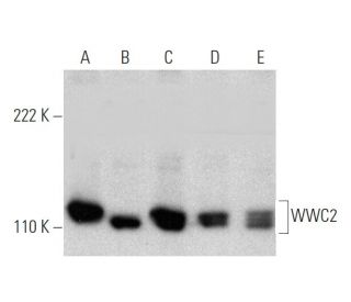 WWC2 Antibody (H-1) - Western Blotting - Image 372262