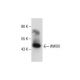 WWOX Antibody (D-9) - Western Blotting - Image 286779