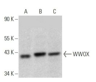 WWOX Antibody (D-9) - Western Blotting - Image 358662 