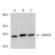 WWOX Antibody (D-9) - Western Blotting - Image 358662 