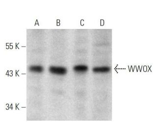 WWOX Antibody (A-5) - Western Blotting - Image 358663Each CRISPR/Cas9 Knockout (KO) Plasmid product consists of a pool of 3 plasmids designed to ensure identification and cleavage of a specific gene for maximum knockout efficiency. Each plasmid encodes a unique 20 nt sequence derived from the GeCKO (v2) library. 