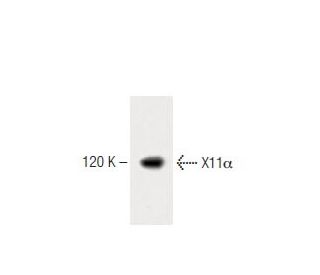 X11&alpha; Antibody (23) - Western Blotting - Image 60215 