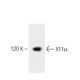 X11α Antibody (23) - Western Blotting - Image 60215 
