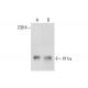 X11α Antibody (C-2) - Western Blotting - Image 287185 