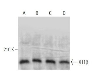 X11&beta; Antibody (B-5) - Western Blotting - Image 375558 