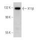 X11β Antibody (C-12) - Western Blotting - Image 369394 