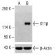 X11β Antibody (C-7) - Western Blotting - Image 414791