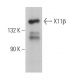 X11β Antibody (H-6) - Western Blotting - Image 369345 