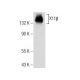 X11β Antibody (H-7) - Western Blotting - Image 155739