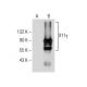 X11γ Antibody (D-3) - Western Blotting - Image 160608