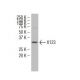 X123 Antibody (3C7) - Western Blotting - Image 34115