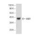 XAB1 Antibody (A-10) - Western Blotting - Image 145647