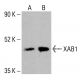 XAB1 Antibody (A-10) - Western Blotting - Image 414402 