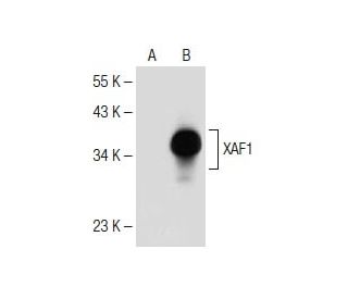 XAF1 Antibody (H-4) - Western Blotting - Image 150142