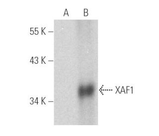 XAF1 Antibody (B-5) - Western Blotting - Image 389854 