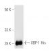 XBP1 Antibody (F-4) - Western Blotting - Image 1258