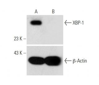 XBP-1 CRISPR/Cas9 KO Plasmid (m): sc-423727. Western blot analysis of mouse XBP-1 expression in empty vector control (A) a 
