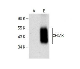 XEDAR Antibody (G-5) - Western Blotting - Image 284421