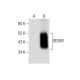 XEDAR Antibody (G-5) - Western Blotting - Image 284421