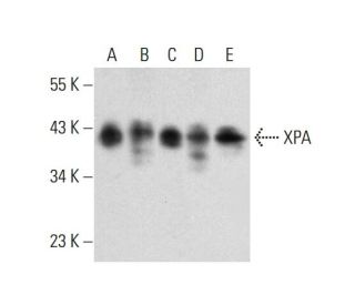 XPA Antibody (B-7) - Western Blotting - Image 300430 