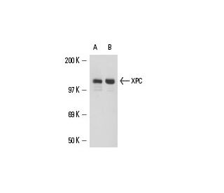 XPC Antibody (A-5) - Western Blotting - Image 15427 