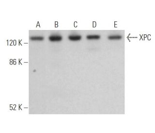 XPC Antibody (D-10) - Western Blotting - Image 373467 