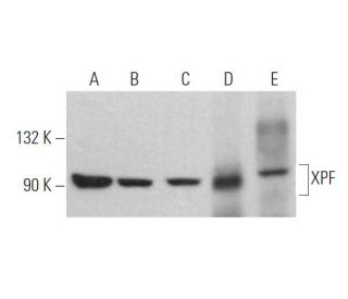 XPF Antibody (F-11) - Western Blotting - Image 363418 