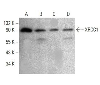 XRCC1 Antibody (AP-39) - Western Blotting - Image 384038