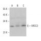 XRCC2 Antibody (1G4/1) - Western Blotting - Image 382370